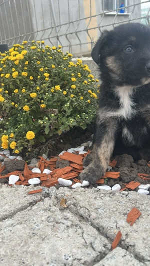 Căței Ciobanesc german își caută căsuța noua  - imagine 5 Căței Ciobanesc german își caută căsuța noua  - imagine 5