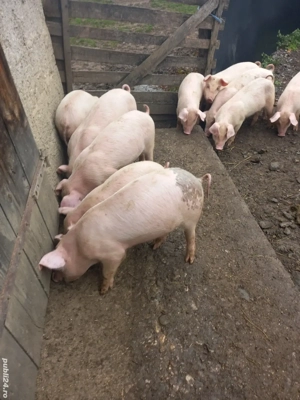 Purcei de vânzare  - imagine 3