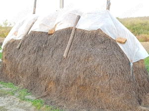 Capita de lucerna anul 2025. Calitate foarte buna