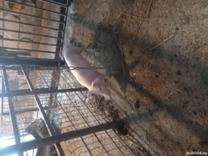 vand purcel - imagine 3 vand purcel - imagine 3