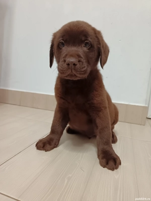 Labrador ciocolatiu  - imagine 2