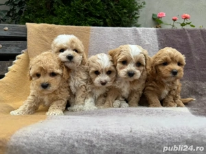 Maltipoo bichon maltez+pudel red toy - imagine 3
