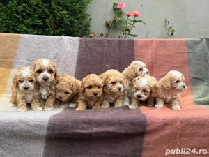 Maltipoo bichon maltez+pudel red toy - imagine 5