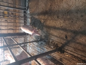 vand purcel - imagine 2 vand purcel - imagine 2