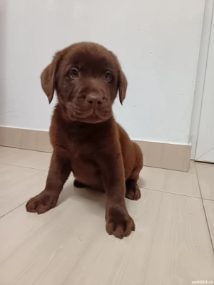 Labrador ciocolatiu  - imagine 3
