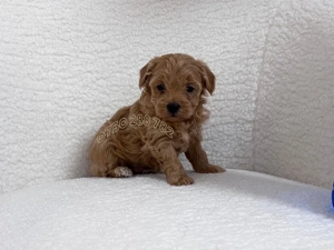 Maltipoo Mini Toy,Talie Mica
