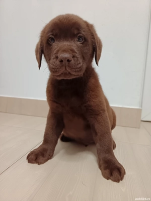 Labrador ciocolatiu  - imagine 4