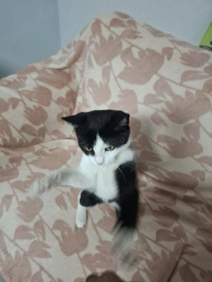 Donez Pisica  - imagine 2