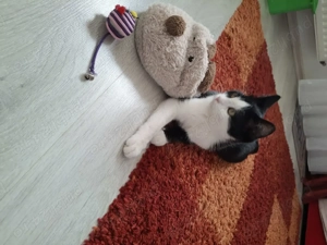 Donez Pisica  - imagine 3