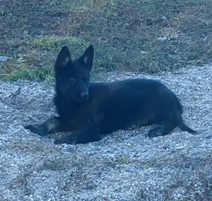 Ciobănesc german linie de lucru  - imagine 3