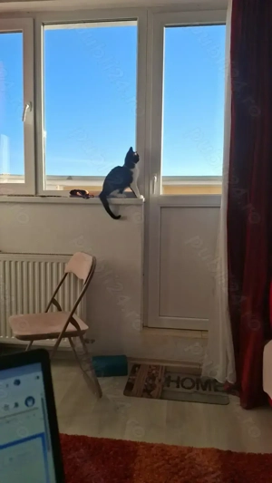 Donez Pisica  - imagine 4