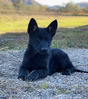 Ciobănesc german linie de lucru  - imagine 2