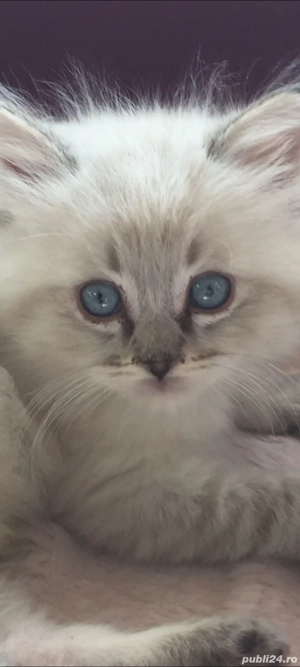 ragdoll linxpoint!!!