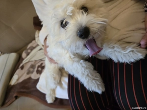 vând cățel  - imagine 5