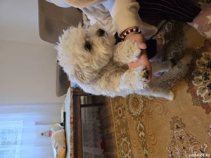 vând cățel  - imagine 4