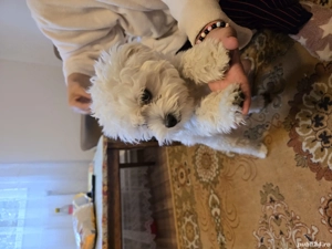 vând cățel  - imagine 3