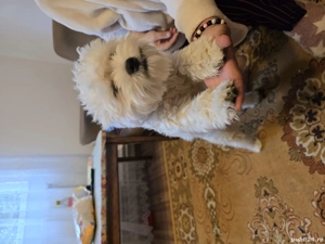 vând cățel  - imagine 2