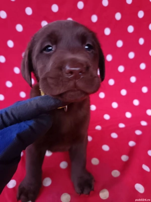 Labrador ciocolatiu  - imagine 4