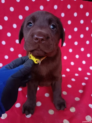 Labrador ciocolatiu  - imagine 5