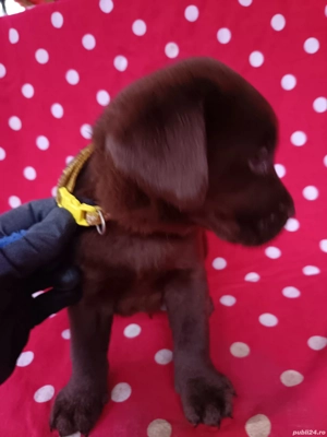 Labrador ciocolatiu  - imagine 3