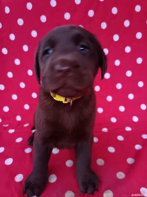 Labrador ciocolatiu  - imagine 2