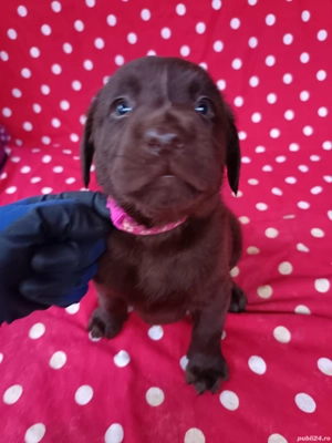 Labrador Ciocolatiu  - imagine 3