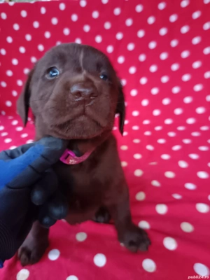 Labrador Ciocolatiu  - imagine 2