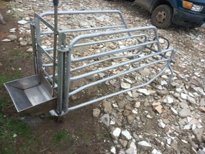 Boxe fătare scroafe 