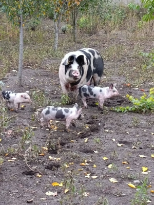 Scroafa și 3 purcei  - imagine 3