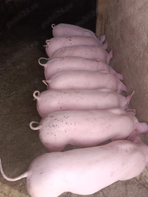 Purcei  Pietrain 12 săptămâni 35 kg +