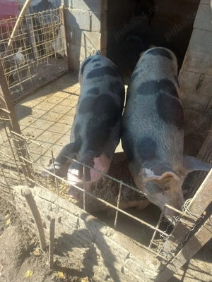 Disponibil in Radomir Dolj  - imagine 3