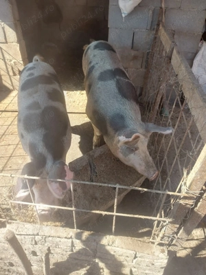 Disponibil in Radomir Dolj 