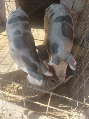 Disponibil in Radomir Dolj  - imagine 5