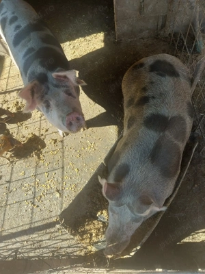 Disponibil in Radomir Dolj  - imagine 2