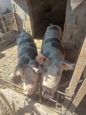 Disponibil in Radomir Dolj  - imagine 4