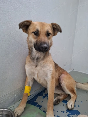 Pentru adoptie catelusa tanara, 1 an