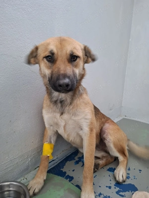 Pentru adoptie catelusa tanara, 1 an - imagine 3