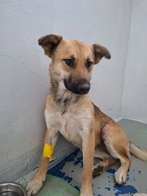 Pentru adoptie catelusa tanara, 1 an - imagine 2