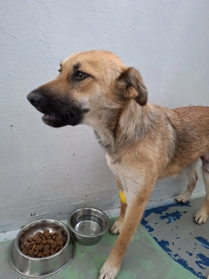 Pentru adoptie catelusa tanara, 1 an - imagine 4