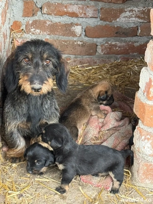 căței teckel sârmos