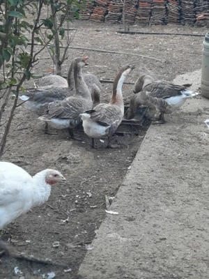 Găşte de anul ăsta.  - imagine 2