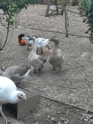 Găşte de anul ăsta. 