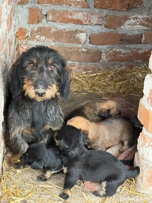 căței teckel sârmos - imagine 3