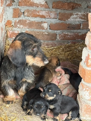 căței teckel sârmos - imagine 2