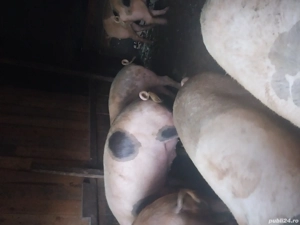 vand porci   - imagine 3