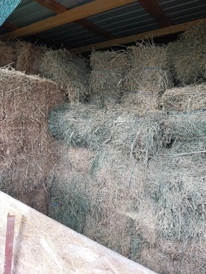 Baloti de lucerna cantitate 200 de baloti  - imagine 2