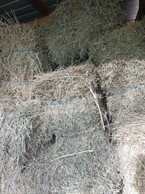 Baloti de lucerna cantitate 200 de baloti  - imagine 3