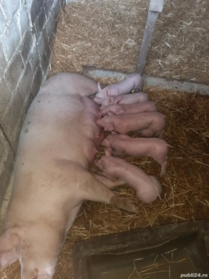 vand purcea cu purcei  - imagine 3