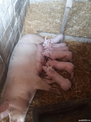 vand purcea cu purcei  - imagine 2