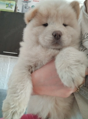 Băieți chow chow  - imagine 2 Băieți chow chow  - imagine 2